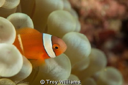 juvenile anemone fish @ cape maeda, okinawa by Troy Williams 